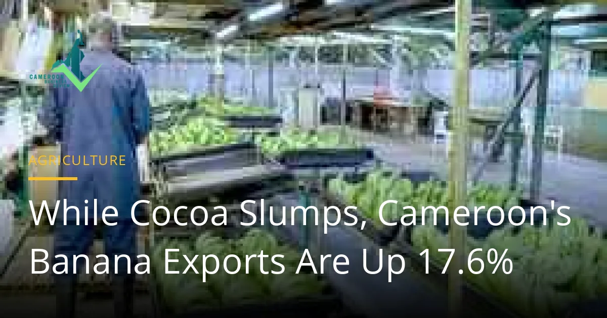 A worker in a blue uniform and rubber boots stands in a banana packing shed beside trays of green bananas